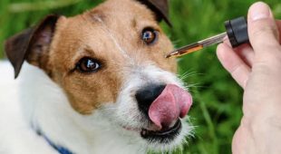 Precautions of CBD for Pets: What You Need to Know