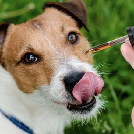 Precautions of CBD for Pets: What You Need to Know